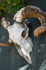 Close-up detail of the skull of a horned goat