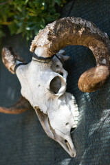 Close-up detail of the skull of a horned goat