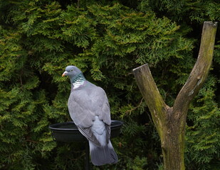 wood pigeon in the garden,ringeltaube im garten