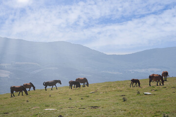 Field filled with horses grazing on a sunny day