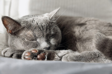 An adult British cat is sleeping on a bed. Close-up