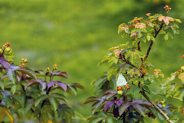 Tropical textured background green plant leaves pattern background, Natural wallpaper
