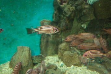 Fish swimming in aquatic medium