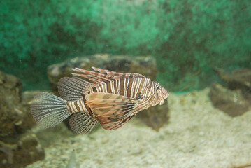Red lionfish swimming in aquatic medium
