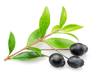 Myrtle berries on branch isolated on white background.