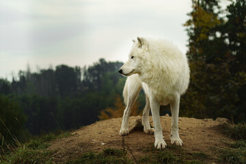 Portrait of Arctic wolf in autumn