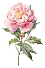 bouquet of pink flower