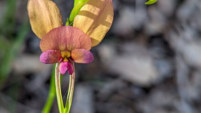 Purple pansy orchid in close up