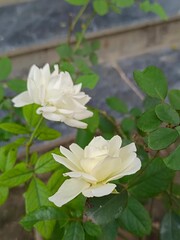 white rose in the garden, WHITE ROSE WITH GREEN LEAVES IN GARDEN