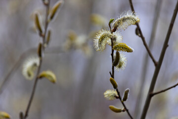 Blooming Springtime Flowers and trees causing a lot of Allergies 