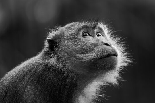 Thinking Monkey Black And White