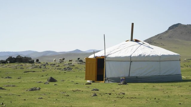 Yurt of nomands in the Mongolian steppes. Goats with kids are grazing in the background. Mongolia - 04 15 2022.