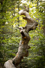 La forêt des Faux de Verzy