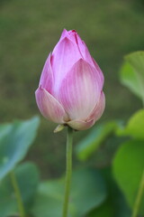 Thai Lotus#10