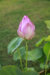 Thai Lotus#8