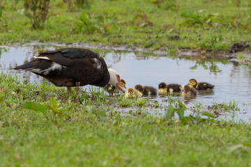 Warzenente mit K&uuml;ken in einer Pf&uuml;tze