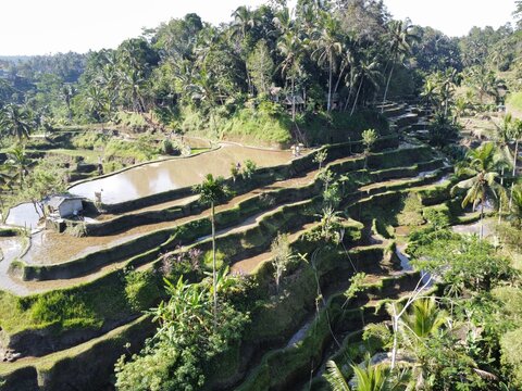 Tegallalang vue du ciel