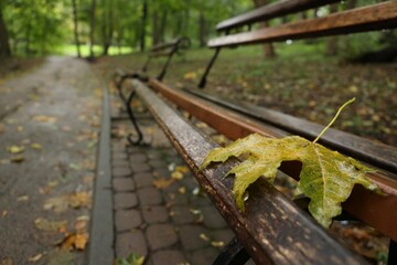Fototapeta premium Wet leaf on wooden bench in autumn park, space for text