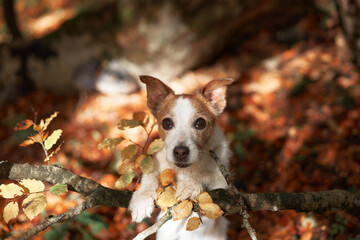 Dog in Nature, White and brown Jack Russell Terrier rests on a tree branch amidst golden autumn foliage. Adventure-themed setting with a curious pet ready for exploration