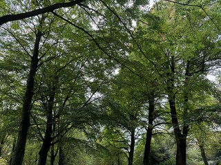 Many high green trees in beautiful park