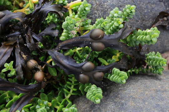 Seaweed and leaves