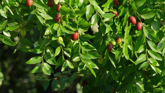 Ripe Ziziphus jujuba fruits with leaves growing outdoors. Chinese date fruits on the tree. Unabi common or Yuyuba Chinese - exotic fruits of jujube tree