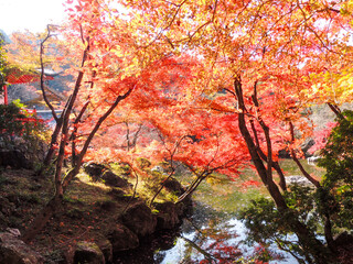 醍醐寺 弁天堂の紅葉（京都市伏見区醍醐）