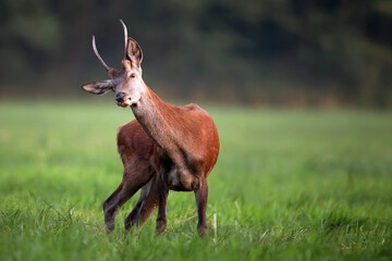Red deer in the forest in the wild