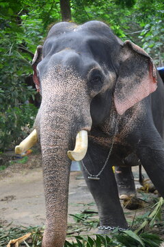Asian elephants on Kerala elephant camp stock Images.