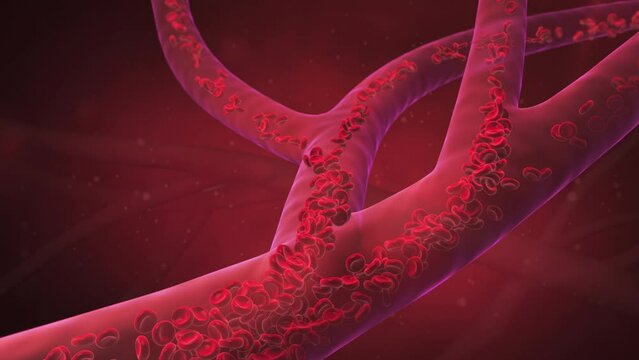 Red Blood Cell in an artery, Blood Flow, medical human health-care Concept Background, 3d animation.