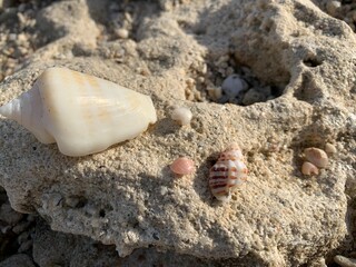 shell on the sand