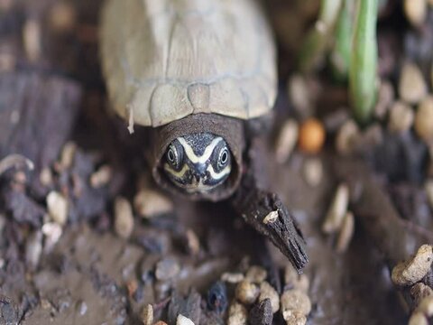 Close-up photo of little turtle