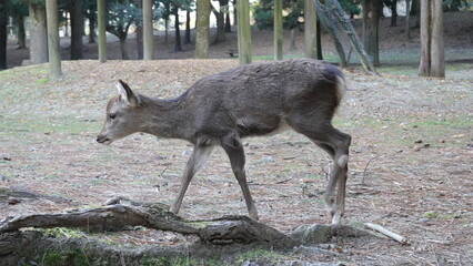 奈良のシカ