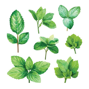 wcollection of green pepermint and mint isolated on white, watercolor mint ser