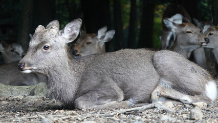 奈良のシカ