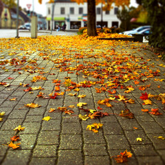 autumn leaves on the street