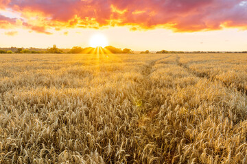 Obraz premium scenic evening in golden wheat field with rustic road, amazing cloudy sunset. rural agriculture landscape of nature view