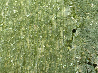  A detailed close-up shot of green oak tree bark texture.
