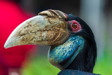 Hornbill