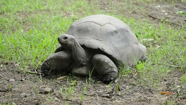 The turtle turns its head from left to right