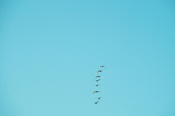 birds fly away on the background of the sky