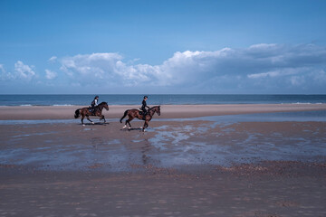 Fototapeta na wymiar horses on the beach