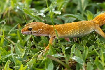 Leopard gecko lizard, close up macro on nature background.