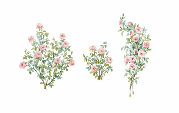 Hand drawn stock watercolor illustration with gentle rose bush. Roses in leaves clipart.
