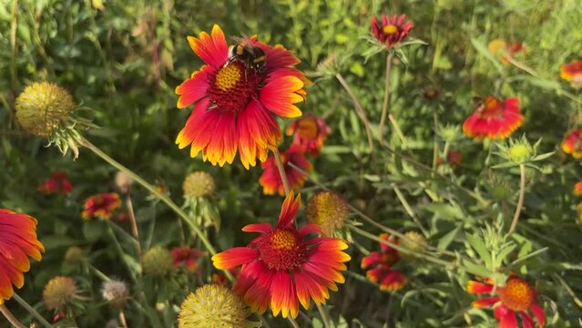 in summer bumblebee pollinates red flowers
