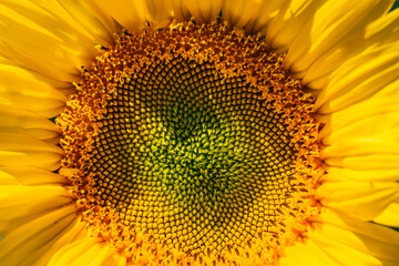 Close-up of blooming sunflower in a field near Chatillon en Diois in the south of France (Drome)