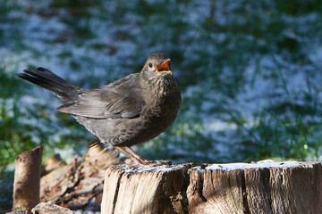 Junge männliche Amsel im 1. Winter	