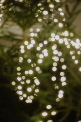 Blur Christmas lights on green fir branches, shallow depth of focus with copy space