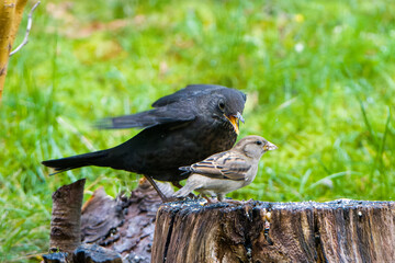 Amsel und Haussperling streiten sich bei der Fütterung