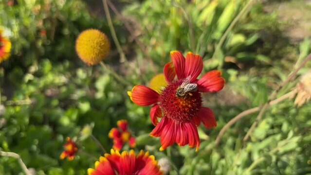 in summer bumblebee pollinates red flowers